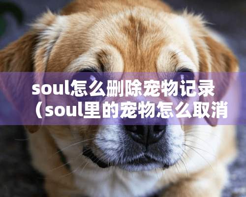 soul怎么删除宠物记录（soul里的宠物怎么取消）