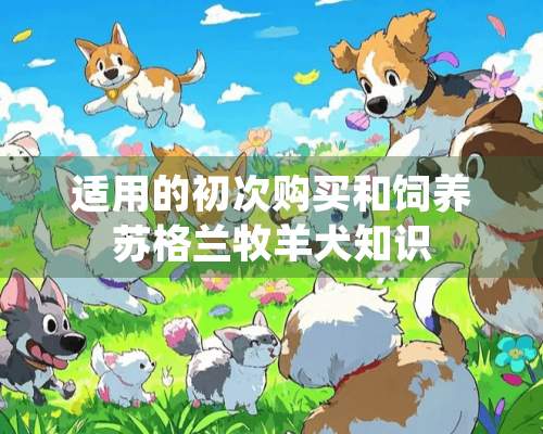 适用的初次购买和饲养苏格兰牧羊犬知识