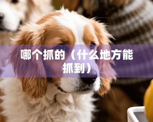 哪个抓的（什么地方能抓到）