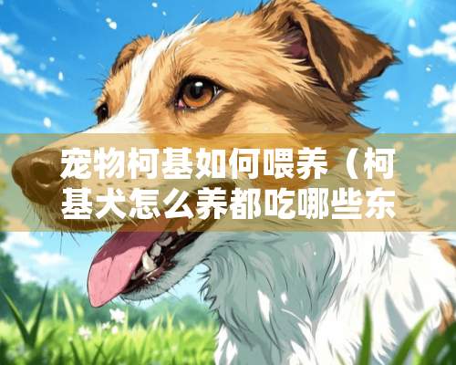 宠物柯基如何喂养（柯基犬怎么养都吃哪些东西）