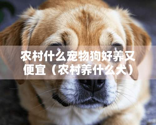 农村什么宠物狗好养又便宜（农村养什么犬）