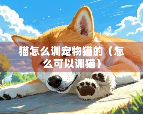 猫怎么训宠物猫的（怎么可以训猫）