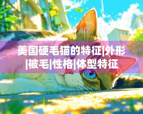 美国硬毛猫的特征|外形|被毛|性格|体型特征