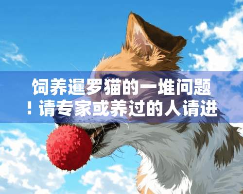 饲养暹罗猫的一堆问题! 请专家或养过的人请进