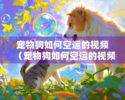 宠物狗如何空运的视频（宠物狗如何空运的视频讲解）