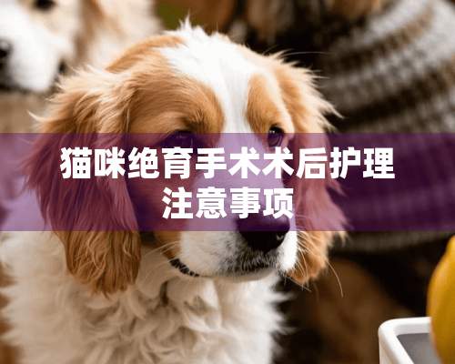 猫咪绝育手术术后护理注意事项