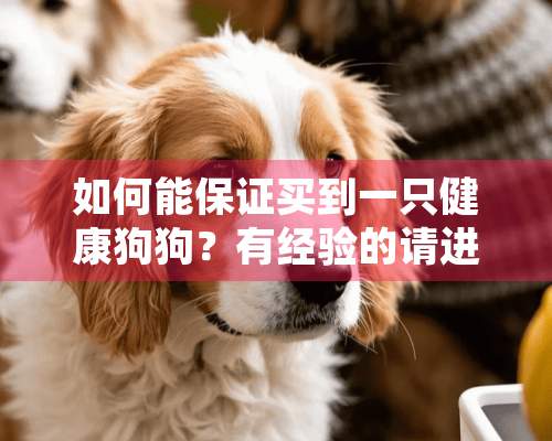 如何能保证买到一只健康狗狗？有经验的请进!