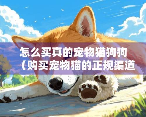 怎么买真的宠物猫狗狗（购买宠物猫的正规渠道）