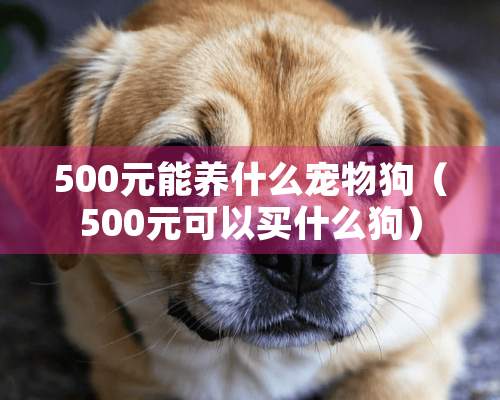 500元能养什么宠物狗（500元可以买什么狗）