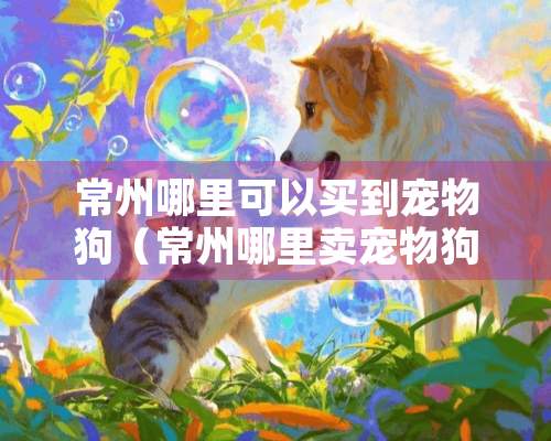 常州哪里可以买到宠物狗（常州哪里卖宠物狗好）