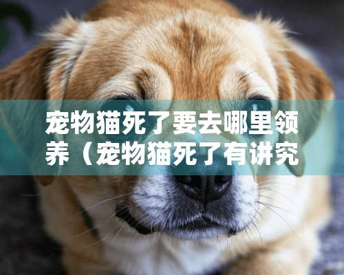 宠物猫死了要去哪里领养（宠物猫死了有讲究吗）