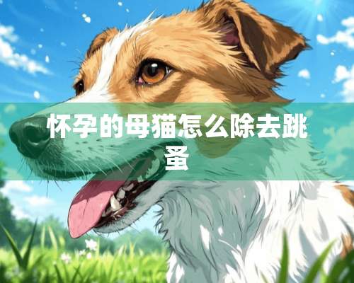 怀孕的母猫怎么除去跳蚤