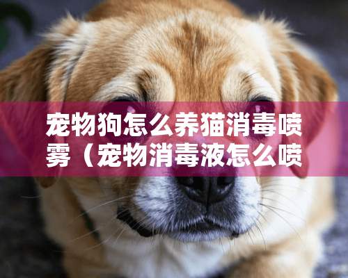 宠物狗怎么养猫消毒喷雾（宠物消毒液怎么喷）