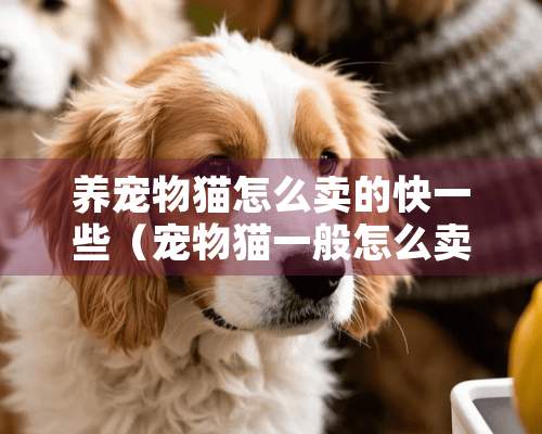 养宠物猫怎么卖的快一些（宠物猫一般怎么卖掉）