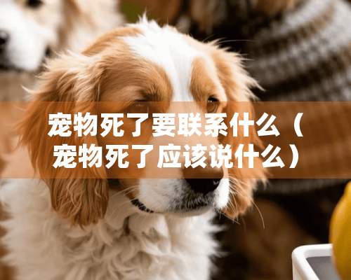 宠物死了要联系什么（宠物死了应该说什么）