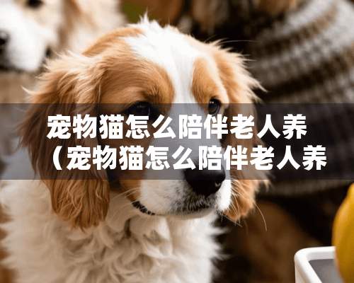 宠物猫怎么陪伴老人养（宠物猫怎么陪伴老人养好）