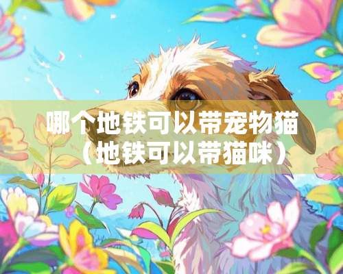 哪个地铁可以带宠物猫（地铁可以带猫咪）