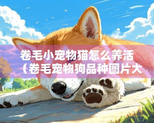 卷毛小宠物猫怎么养活（卷毛宠物狗品种图片大全）