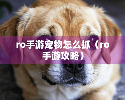 ro手游宠物怎么抓（ro手游攻略）