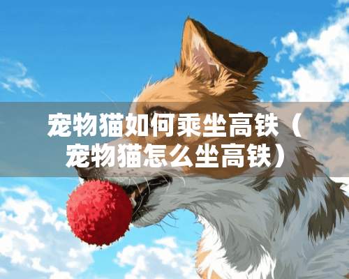 宠物猫如何乘坐高铁（宠物猫怎么坐高铁）