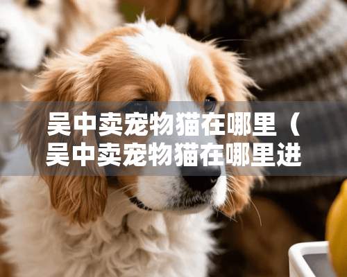 吴中卖宠物猫在哪里（吴中卖宠物猫在哪里进货）