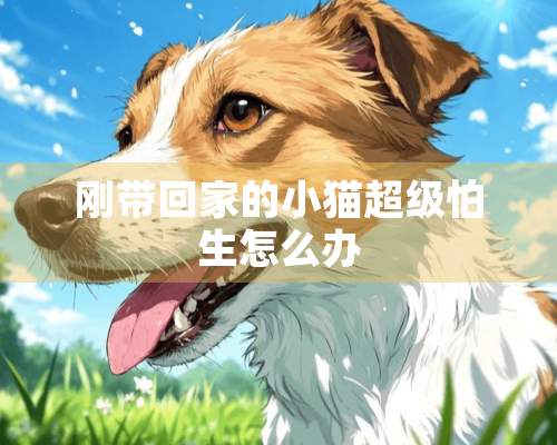 刚带回家的小猫超级怕生怎么办