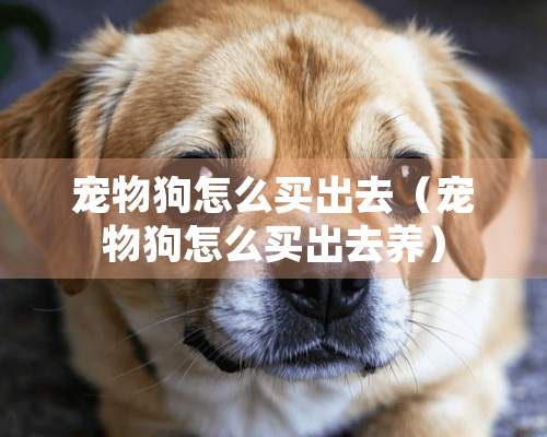 宠物狗怎么买出去（宠物狗怎么买出去养）