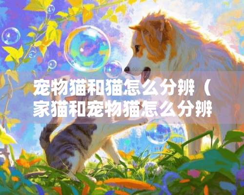 宠物猫和猫怎么分辨（家猫和宠物猫怎么分辨）