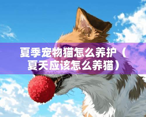 夏季宠物猫怎么养护（夏天应该怎么养猫）