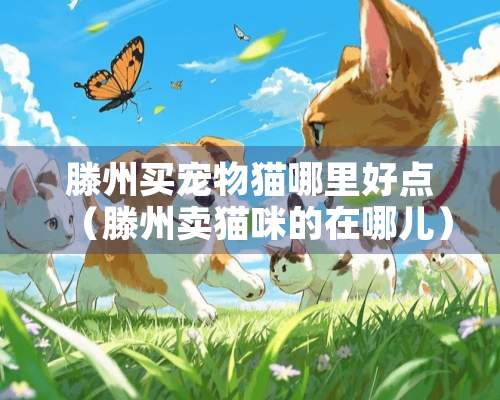 滕州买宠物猫哪里好点（滕州卖猫咪的在哪儿）