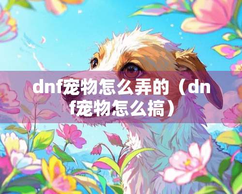 dnf宠物怎么弄的（dnf宠物怎么搞）