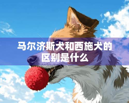 马尔济斯犬和西施犬的区别是什么