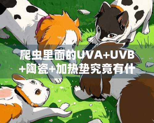 爬虫里面的UVA+UVB+陶瓷+加热垫究竟有什么不同的作用？拜托各位大神