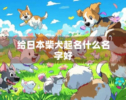 给日本柴犬起名什么名字好