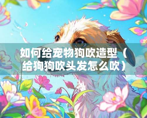 如何给宠物狗吹造型（给狗狗吹头发怎么吹）