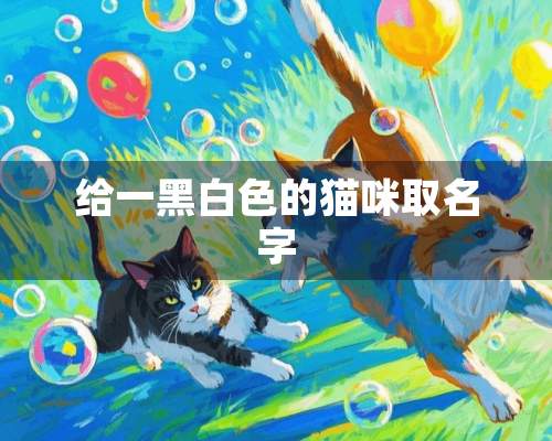 给一黑白色的猫咪取名字