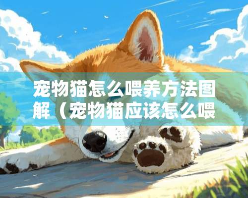 宠物猫怎么喂养方法图解（宠物猫应该怎么喂养猫粮）