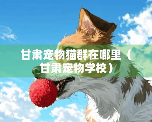 甘肃宠物猫群在哪里（甘肃宠物学校）