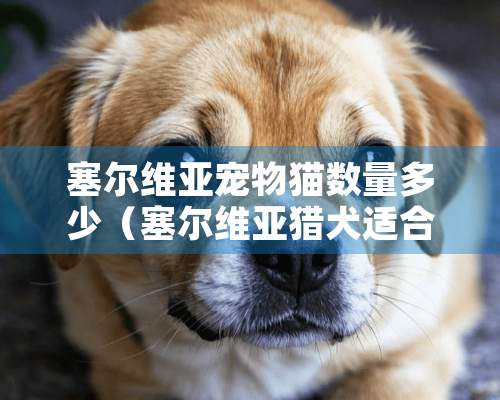 塞尔维亚宠物猫数量多少（塞尔维亚猎犬适合家养吗）