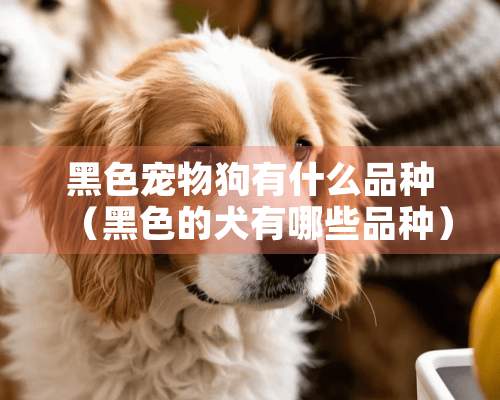 黑色宠物狗有什么品种（黑色的犬有哪些品种）