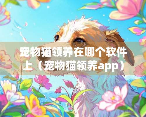 宠物猫领养在哪个软件上（宠物猫领养app）