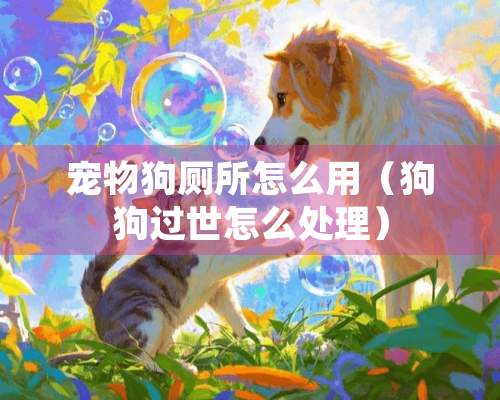 宠物狗厕所怎么用（狗狗过世怎么处理）