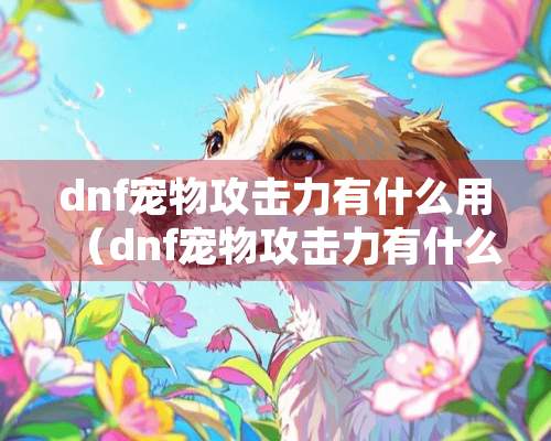 dnf宠物攻击力有什么用（dnf宠物攻击力有什么用处）