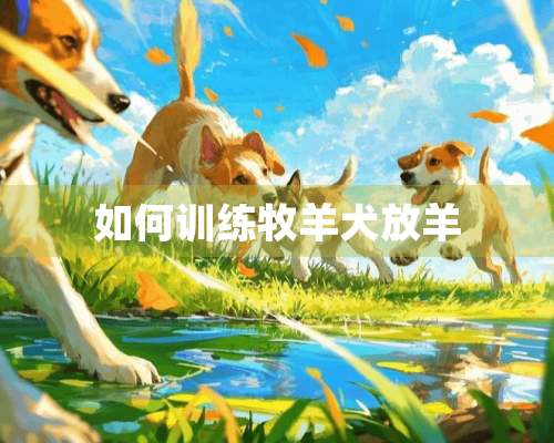 如何训练牧羊犬放羊