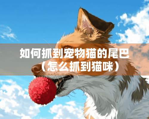 如何抓到宠物猫的尾巴（怎么抓到猫咪）