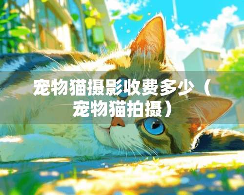 宠物猫摄影收费多少（宠物猫拍摄）