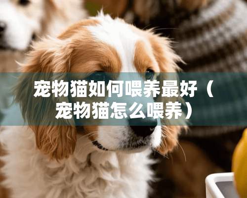 宠物猫如何喂养最好（宠物猫怎么喂养）