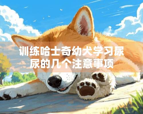 训练哈士奇幼犬学习尿尿的几个注意事项