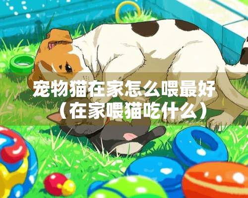 宠物猫在家怎么喂最好（在家喂猫吃什么）