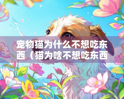 宠物猫为什么不想吃东西（猫为啥不想吃东西）